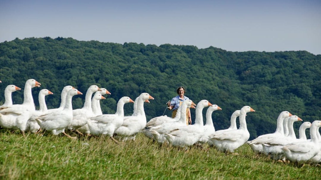 Orders Open for Judy Goodman’s Legendary Turkeys and Geese!