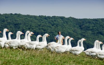 Orders Open for Judy Goodman’s Legendary Turkeys and Geese!