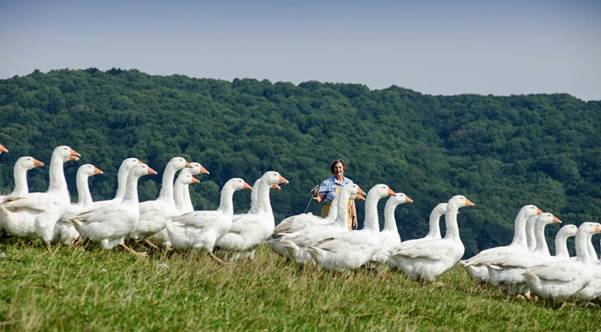 Put One of the UK’s Most Highly Prized Turkeys or Geese on Your Table this Christmas